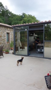 Rubinon viinitilan koira Rubino